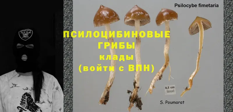 blacksprut   Верхняя Тура  Галлюциногенные грибы Magic Shrooms 